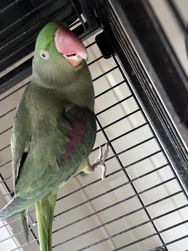 Female 1yo Alexandrine