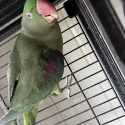 Female 1yo Alexandrine