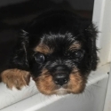 Cavalier King Charles pup