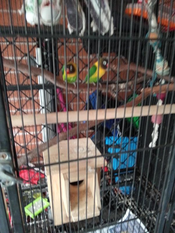Lovebirds pair for sale