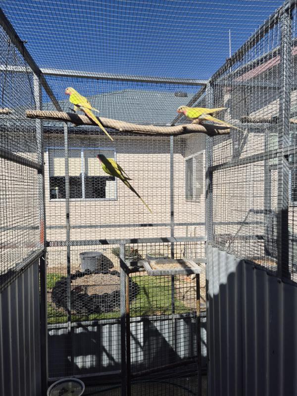 Princess parrots