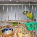Varied rainbow Mutation