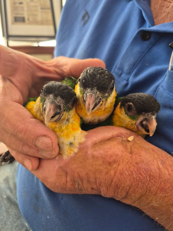 Black Headed Caiques