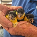 Black Headed Caiques