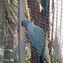 Opaline cleartail hen