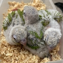 Swap  Hand raised Green-cheeked Conures