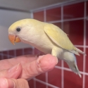 Hand Raised Baby Peachface/Lovebirds 9 Weeks Old