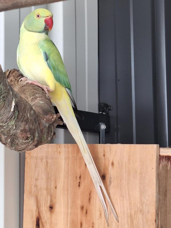 Indian ringneck