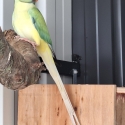 Indian ringneck