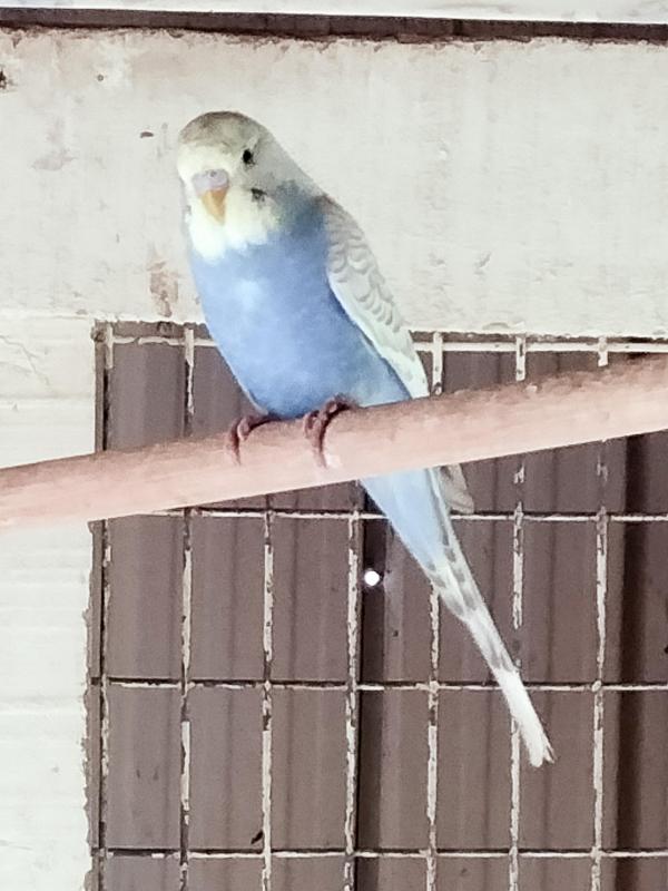 Young budgies
