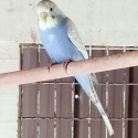 Young budgies
