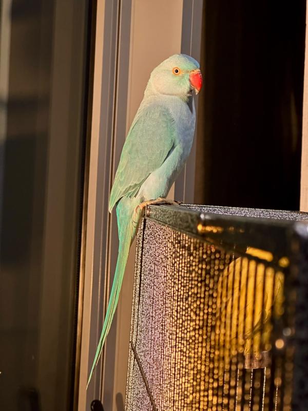 Indian ring neck pair for sale