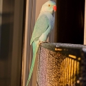 Indian ring neck pair for sale