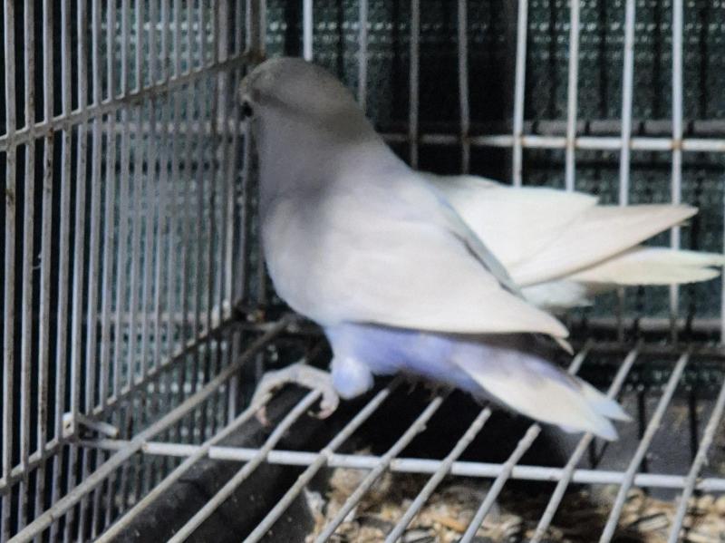 LOVEBIRDS (FISCHERS)