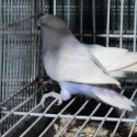 LOVEBIRDS (FISCHERS)