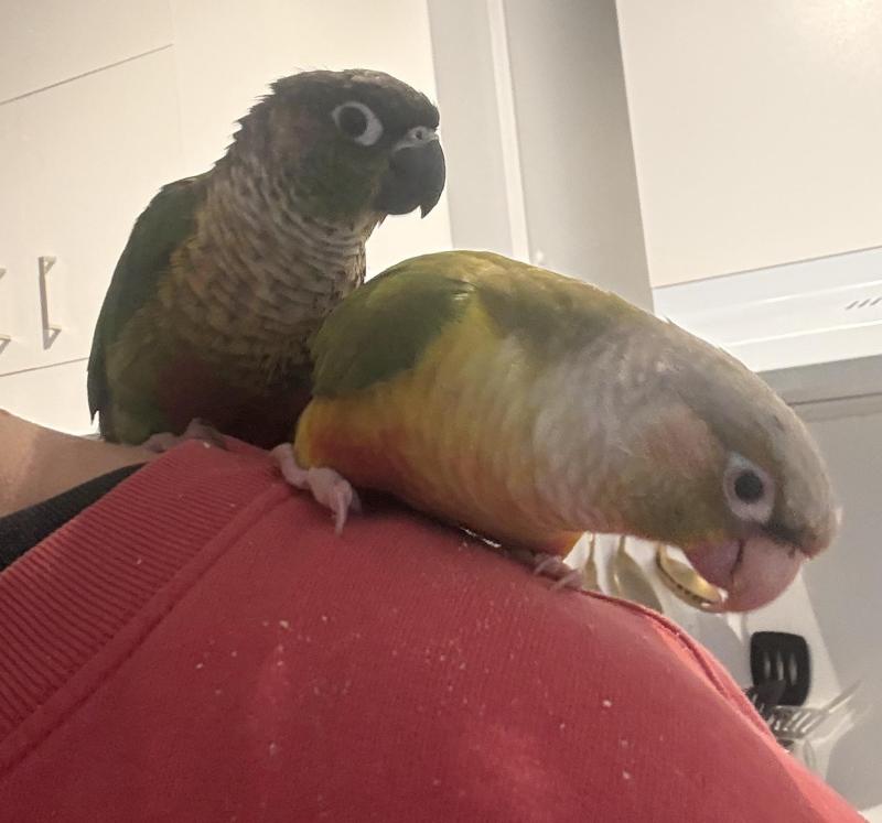Pair of Green-Cheek Conures