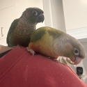 Pair of Green-Cheek Conures