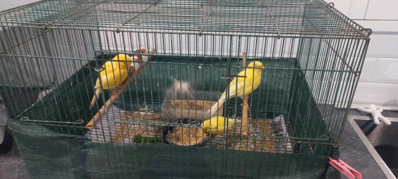 Zebra Finches and Canaries