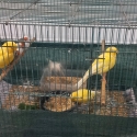 Zebra Finches and Canaries