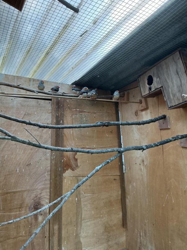 Zebra Finches pure Wild type