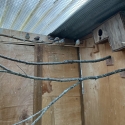 Zebra Finches pure Wild type