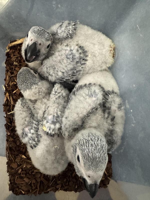 Hand raised African greys