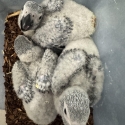 Hand raised African greys