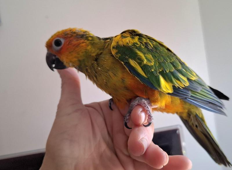 Sun conures  hand raised