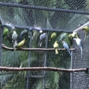 Indian ringnecks bulk deal