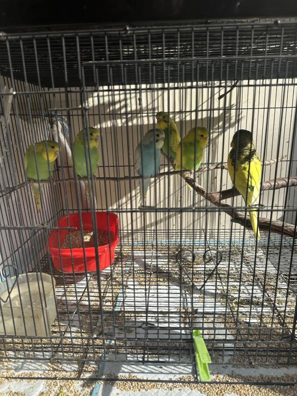 Budgies