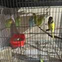Budgies