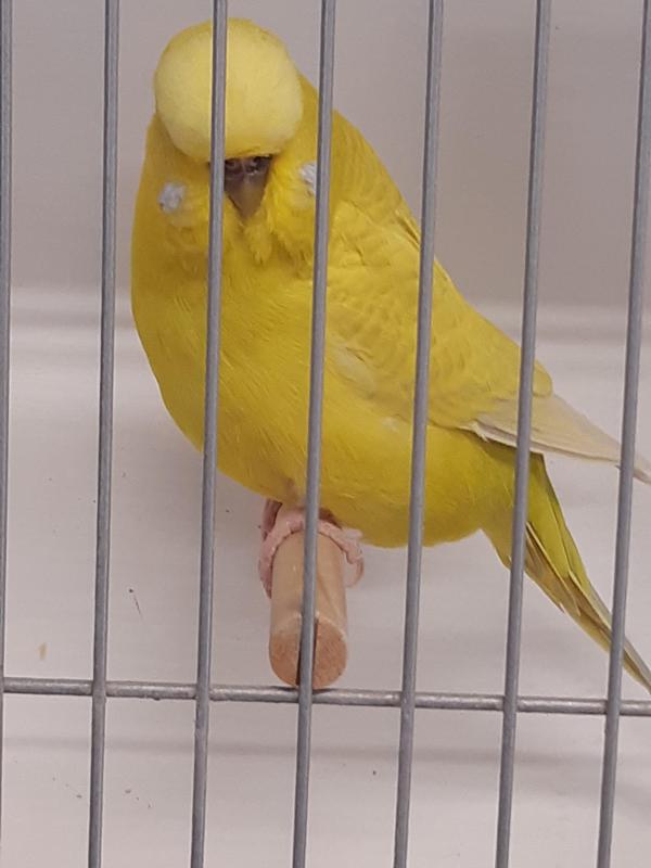 Blackeyedself show budgies