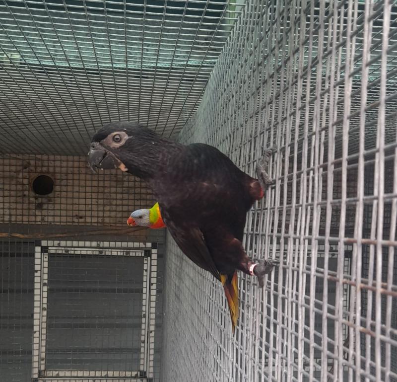 Black Lory