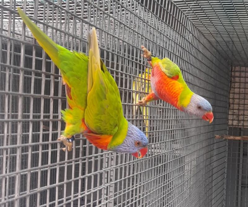 Rainbow Lorikeets