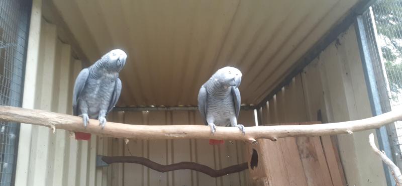 African greys