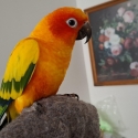 Male sun conure