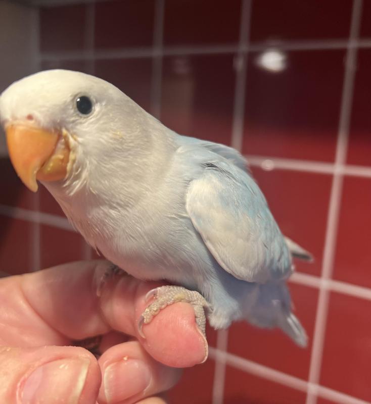 Hand Raised Peachface/Lovebirds 9 Weeks Old