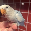 Hand Raised Peachface/Lovebirds 9 Weeks Old