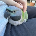Female Handraised Derbyan