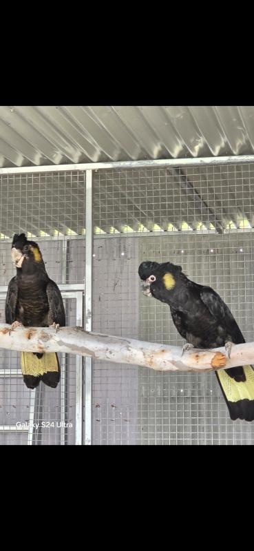 Yellow Tail Black Cockatoo Pair