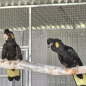 Yellow Tail Black Cockatoo Pair