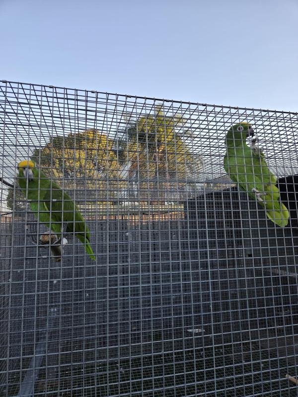 Yellow crowned amazons-Breeding pair
