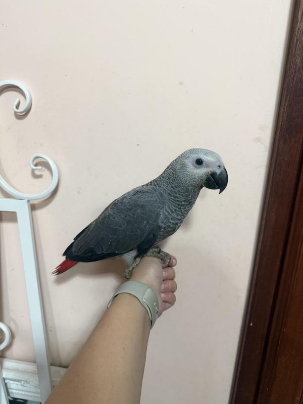 Handraised African grey babies