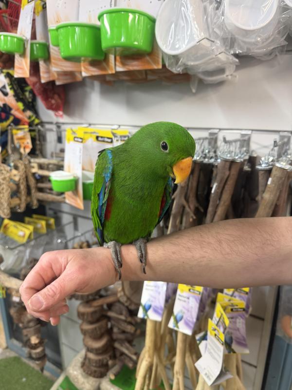 Handraised male eclectus