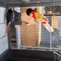 Eastern rosellas