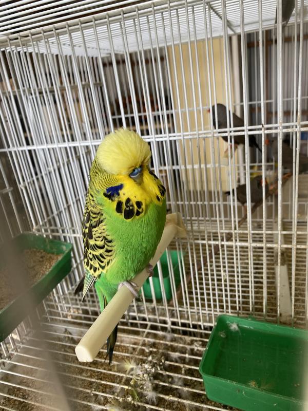 Budgie pairs and Peach Face Lovebirds