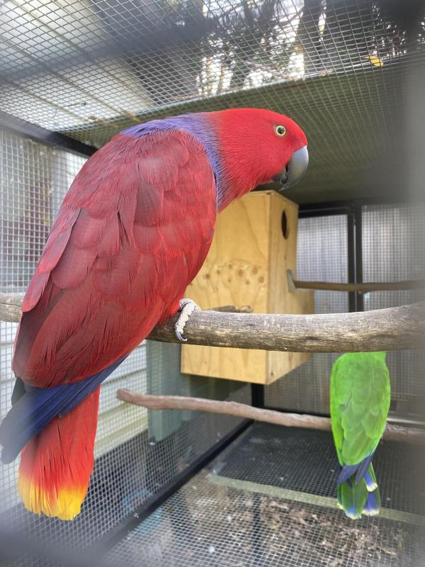 MATURE BIRD SELL OUT