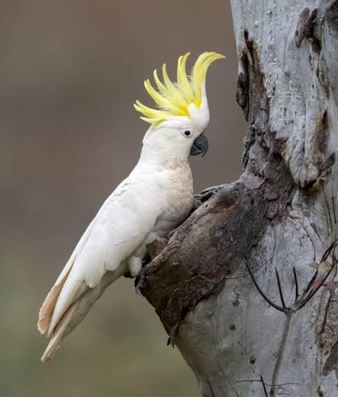 Wanted: cockatoos/galah/ parrots to hand rear