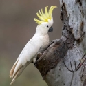 Wanted: cockatoos/galah/ parrots to hand rear