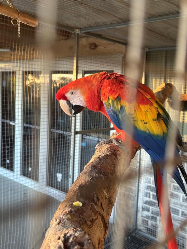 Scarlet macaw hen wanted or Catalina hen